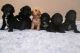 Golden Doodle Puppies for sale in San Jacinto, CA, USA. price: NA