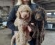 Golden Doodle Puppies for sale in Wills Point, TX 75169, USA. price: $2,000