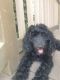 Golden Doodle Puppies for sale in Overland Park, KS, USA. price: NA