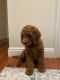 Golden Doodle Puppies for sale in Van Nuys, Los Angeles, CA, USA. price: NA