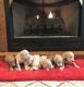 Golden Doodle Puppies for sale in Madisonville, KY 42431, USA. price: $1,300