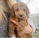 Golden Doodle Puppies for sale in Palm Springs, CA, USA. price: NA