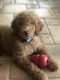 Golden Doodle Puppies for sale in Spring Hill, FL, USA. price: $1,800