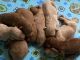 Golden Doodle Puppies for sale in Purlear, NC 28665, USA. price: NA