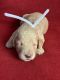 Golden Doodle Puppies for sale in Stephenville, TX 76401, USA. price: NA