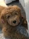 Golden Doodle Puppies for sale in Ocean City, NJ, USA. price: $2,500