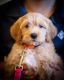 Golden Doodle Puppies for sale in San Jose, CA, USA. price: $4,500