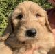 Golden Doodle Puppies for sale in Toronto, ON, Canada. price: $1,500