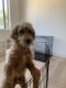 Golden Doodle Puppies for sale in Fullerton, CA, USA. price: NA
