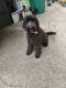 Golden Doodle Puppies for sale in Gretna, LA, USA. price: NA