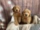 Golden Doodle Puppies for sale in Plymouth, MI 48170, USA. price: NA