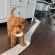 Golden Doodle Puppies for sale in Leona Valley, CA 93551, USA. price: NA