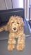 Golden Doodle Puppies for sale in Las Vegas, NV 89149, USA. price: $2,500