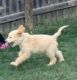 Golden Doodle Puppies for sale in Geneva, IL, USA. price: NA