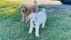 Golden Doodle Puppies for sale in Bristow, VA 20136, USA. price: NA