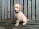 Golden Doodle Puppies for sale in Sacramento, CA, USA. price: $500