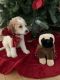Golden Doodle Puppies for sale in Torrington, CT, USA. price: $3,200