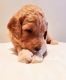 Golden Doodle Puppies for sale in Aurora, CO, USA. price: $2,500