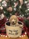 Golden Doodle Puppies for sale in Lumberton, NC, USA. price: NA