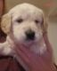 Golden Doodle Puppies for sale in Western, NY, USA. price: $1,500