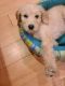 Golden Doodle Puppies for sale in Long Beach, CA, USA. price: $4,000