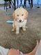 Golden Doodle Puppies for sale in Glendale, AZ 85308, USA. price: NA