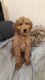 Golden Doodle Puppies for sale in Oxnard, CA, USA. price: NA