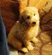 Golden Doodle Puppies for sale in San Jose, CA, USA. price: $3,000