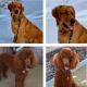 Golden Doodle Puppies for sale in Santa Barbara, CA, USA. price: NA