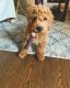 Golden Doodle Puppies for sale in El Paso, TX, USA. price: $800