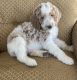 Golden Doodle Puppies for sale in 5060 Lancaster Rd, Hebron, OH 43025, USA. price: NA