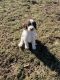 Golden Doodle Puppies for sale in 5060 Lancaster Rd, Hebron, OH 43025, USA. price: NA