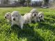 Golden Doodle Puppies for sale in Sacramento, CA, USA. price: $2,000