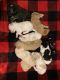 Golden Doodle Puppies for sale in CUMBERLND CLG, KY 40769, USA. price: NA