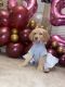 Golden Doodle Puppies for sale in Holly Springs, NC, USA. price: $1