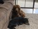 Golden Doodle Puppies for sale in Clearwater, FL, USA. price: $2,500