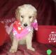 Golden Doodle Puppies for sale in W Alexis Rd, Toledo, OH, USA. price: NA