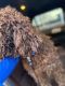 Golden Doodle Puppies for sale in Irving, TX, USA. price: NA