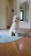 Golden Doodle Puppies for sale in Smyrna, GA, USA. price: NA