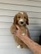 Golden Doodle Puppies for sale in Hoboken, NJ, USA. price: NA