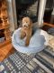 Golden Doodle Puppies for sale in Kansas City, MO 64157, USA. price: NA