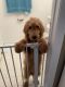 Golden Doodle Puppies for sale in Kendall, FL, USA. price: $1
