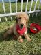 Golden Doodle Puppies for sale in Kendall, FL, USA. price: NA
