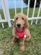 Golden Doodle Puppies for sale in Kendall, FL, USA. price: NA