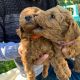 Golden Doodle Puppies for sale in Fort Worth, TX, USA. price: $750