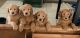 Golden Doodle Puppies for sale in Cypress, TX, USA. price: NA
