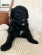 Golden Doodle Puppies for sale in Dayton, OH 45439, USA. price: NA
