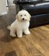Golden Doodle Puppies for sale in Charlotte, NC, USA. price: NA