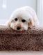 Golden Doodle Puppies for sale in Loganville, GA 30052, USA. price: NA