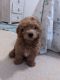 Golden Doodle Puppies for sale in 2913 Broken Bow Rd, Edmond, OK 73013, USA. price: NA